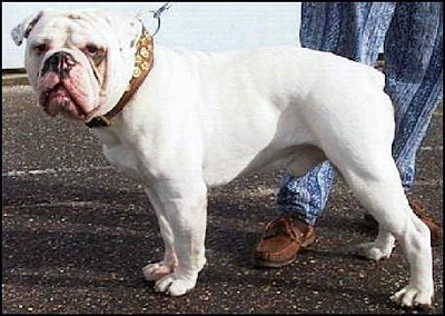 Dorset_Old_Tyme_Bulldogge_2.jpg (400x284, 43Kb)