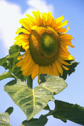 SUNFLOWR.JPG (340x513, 47Kb)