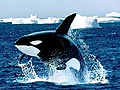 orca-screen.jpg (120x90, 16Kb)