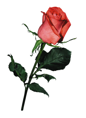 rose68969.gif (291x400, 27Kb)