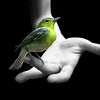 bird.gif (100x100, 4Kb)