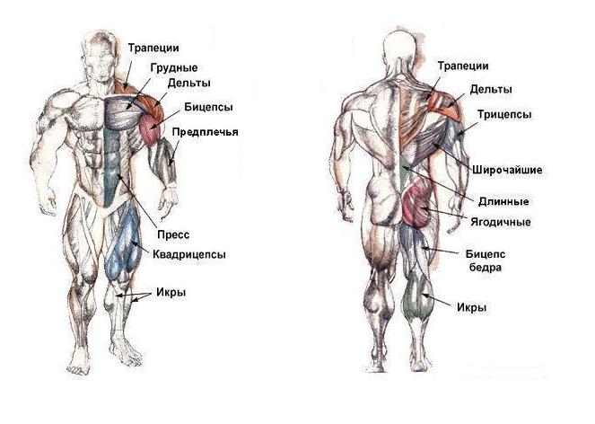 Бицепсы и трицепсы картинка